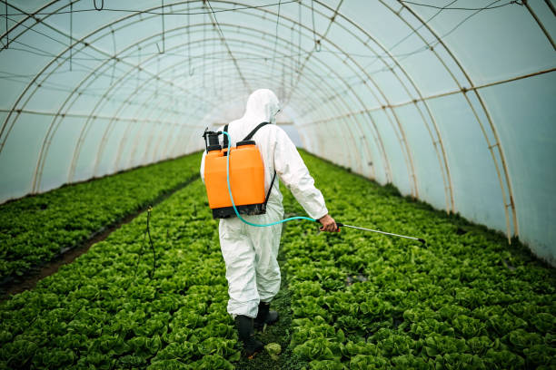Best Pest Removal Services  in Wheeling, IL