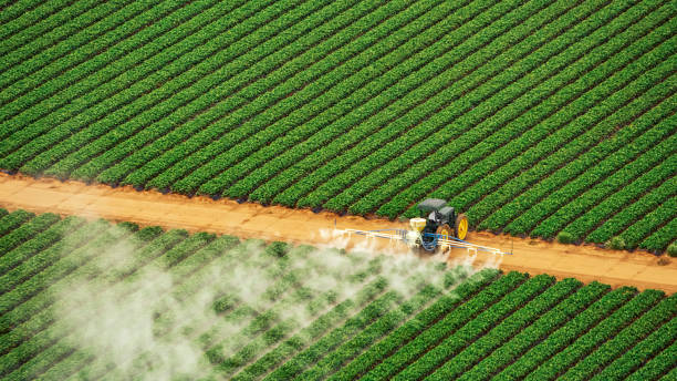 Best Ant Control Services  in Wheeling, IL