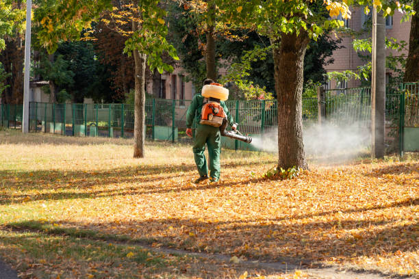 Best Local Pest Control Services  in Wheeling, IL