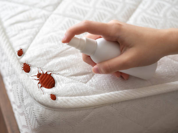 Best Bed Bug Extermination  in Wheeling, IL