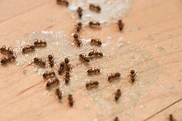 Best Best Pest Control Companies  in Wheeling, IL